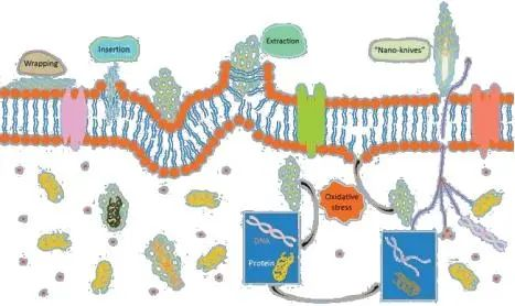 Graphene antibacterial additive antibacterial principle diagram