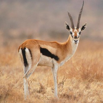 Why PMA Group defined as Gazelle in the Heartland